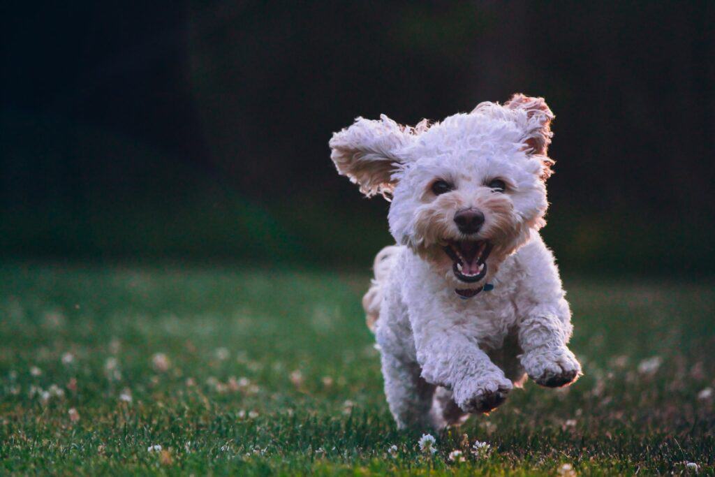 dog playing in yard