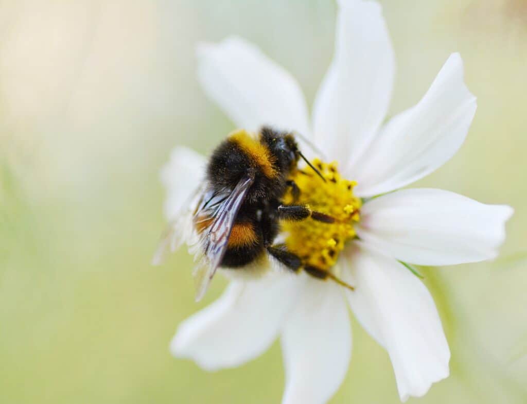 bumble bee on flower