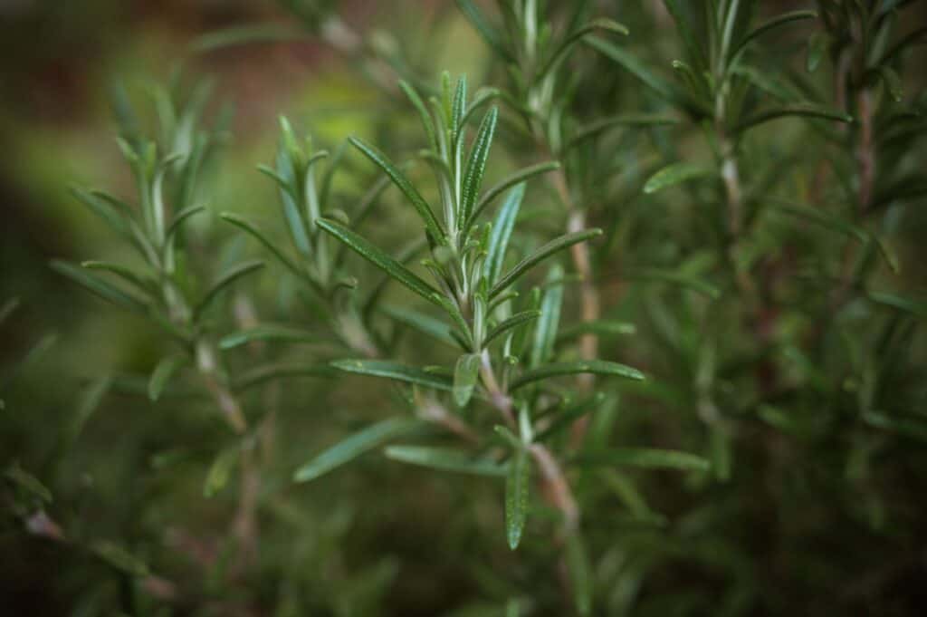 rosemary a safe and natural insect repellant