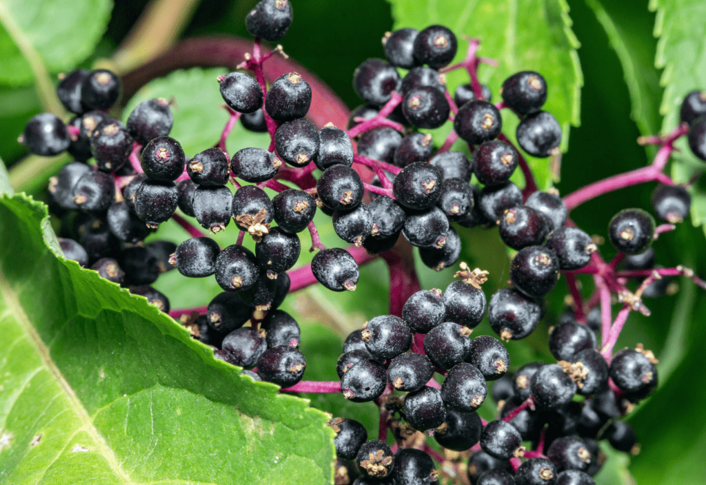 Does elderberry syrup really work?