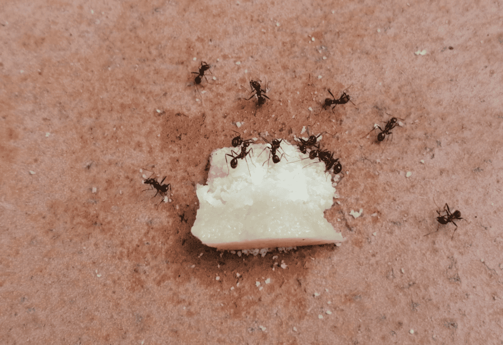 ants eating bread