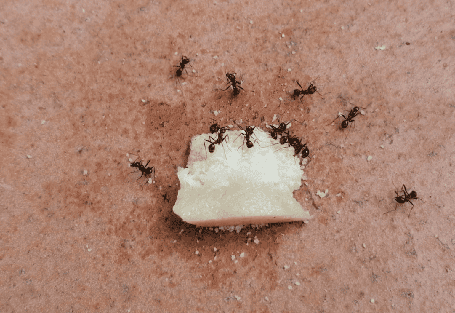 Natural Ant Deterrent 3 1536x1056 