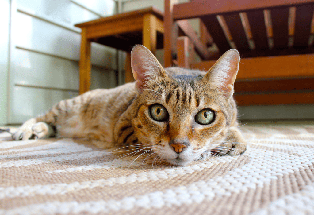 cat laying on organic jute rug